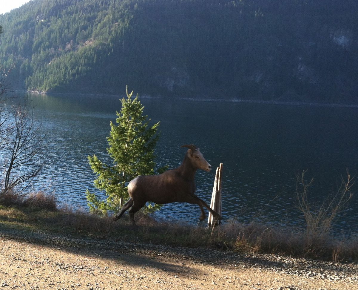Rocky mountain bighorn running along the road - from the Castlegar Fall 2012 photo gallery.