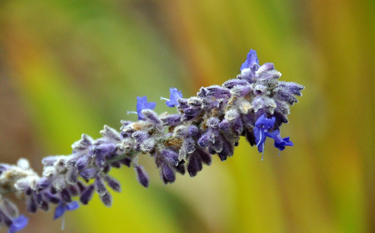 Itty bitty blue flowers - from the Fall Colors 2012 photo gallery.