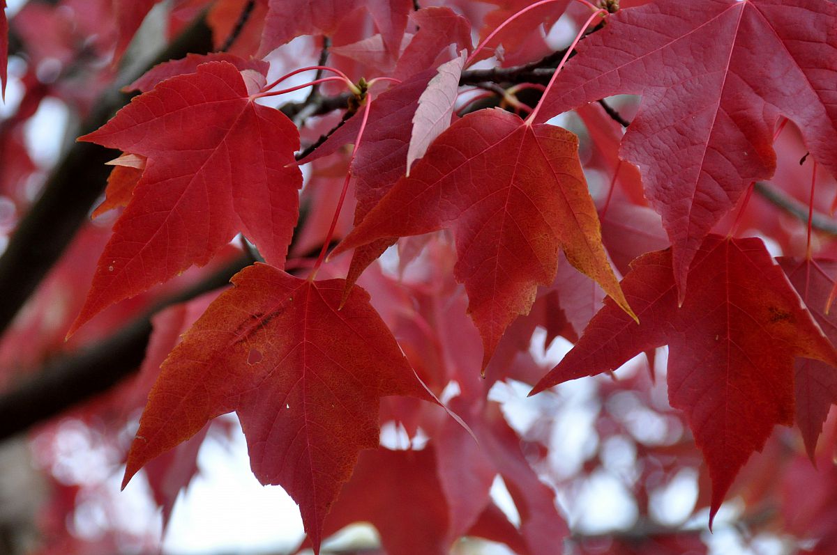 Maple leaves on Winchell Street - from the Fall Colors 2012 photo gallery.