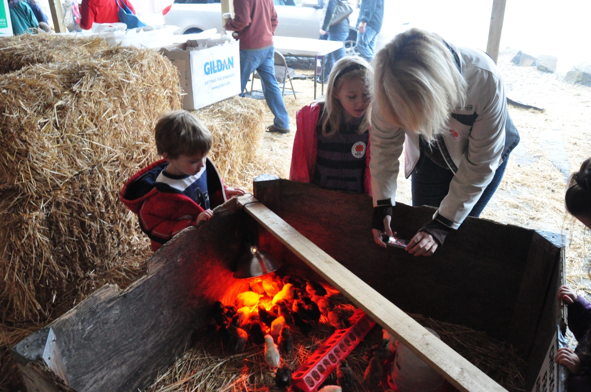 Baby chicks - from the Pumpkin Adventures 2011 photo gallery.