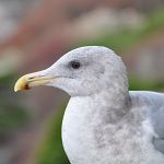 Gull on our deck rail