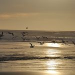 Gulls at sunset