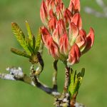 Azalea buds