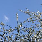 Cherry blossoms against a spring sky