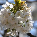 More cherry blossoms