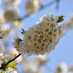 Still more cherry blossoms