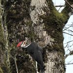 Woodpecker
