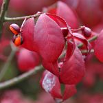 Bright red leaves and berries