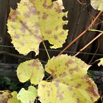 Grape leaves on the back fence