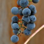 Grapes on the back fence