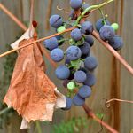 Grapes on the back fence