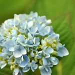 Hydrangea