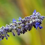 Itty bitty blue flowers