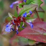 Itty bitty blue flowers