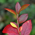 Just some leaves