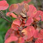 Leaves on Winchell Street