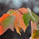 Maple leaves on Winchell Street