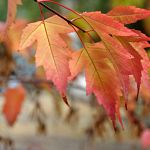 Maple leaves on Winchell Street