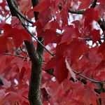 Maple leaves on Winchell Street