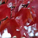 Maple leaves on Winchell Street