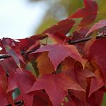 Maple leaves on Winchell Street