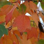 Maple leaves on Winchell Street