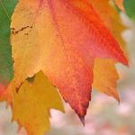 Maple leaves on Winchell Street