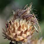 Thistle or maybe artichoke