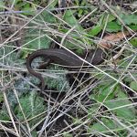 Salamander