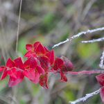 Winter foliage