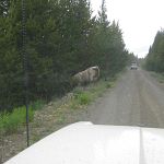 Big ole steer finally moves off the road