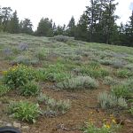 Fantastic wildflowers all over the place