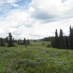 Ochoco National Forest