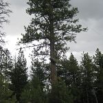 Old lookout platform in a tree