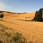 Amber waves of grain