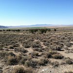 Nevada and sagebrush