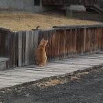 This cat had extra toes on each front paw....and still wasn't enough to catch the chipmunk