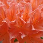 Azaleas