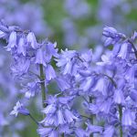 Bluebells