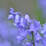 Bluebells