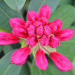 Pink rhododendron buds