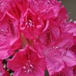 Rhododendrons