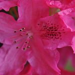 Rhododendrons